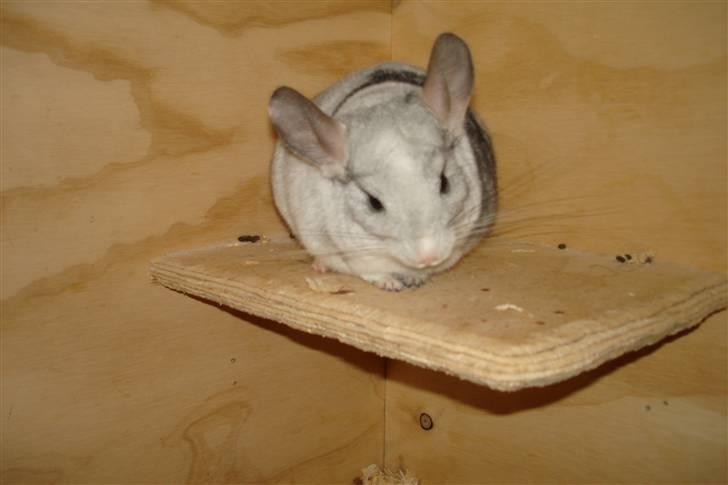 Chinchilla Nielsens Oliver billede 11