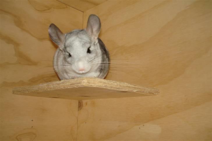 Chinchilla Nielsens Oliver billede 12