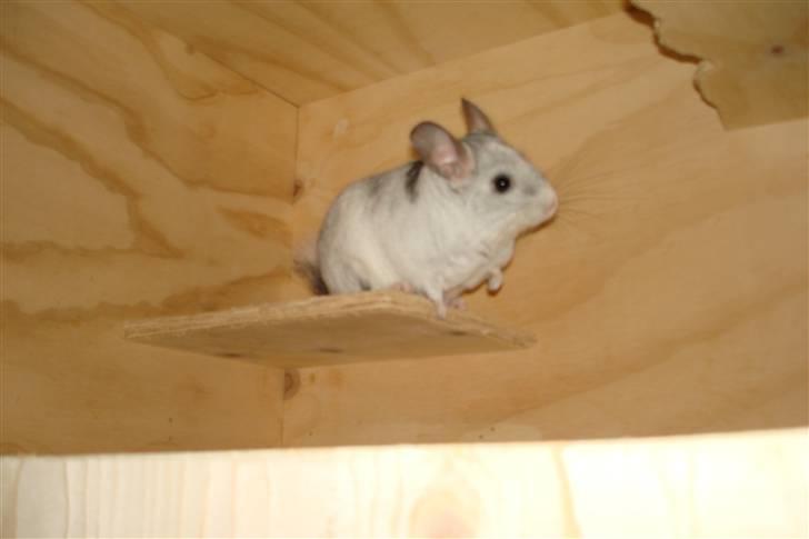 Chinchilla Nielsens Oliver billede 13