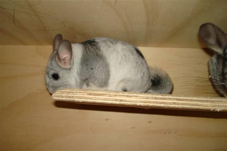 Chinchilla Nielsens Oliver billede 14