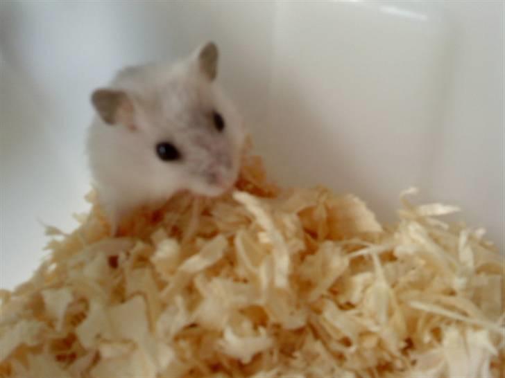 Dværghamster Trekløver's Smilla Baby - Smilla billede 1