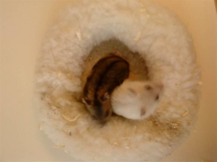 Dværghamster Trekløver's Smilla Baby - Smilla og Yasmin (hendes søster billede 3