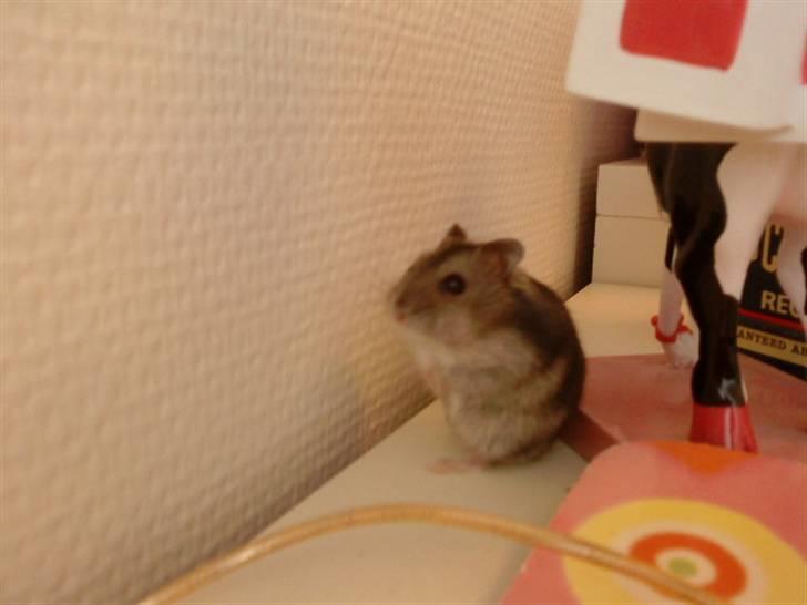 Dværghamster Trekløver's Yasmin Baby billede 1