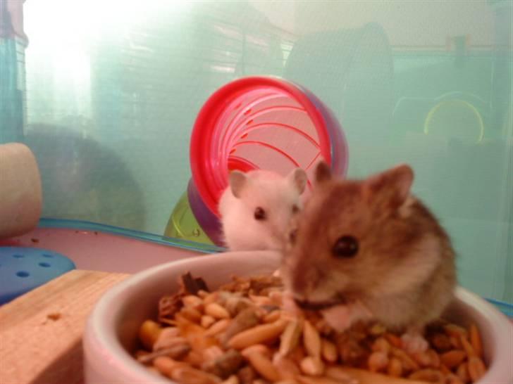 Dværghamster Trekløver's Yasmin Baby - Yasmin som det madøre hun er ;) billede 3