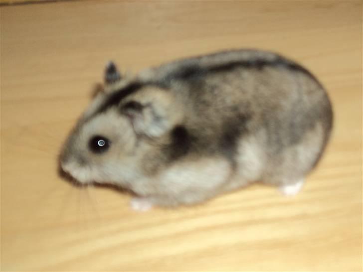 Dværghamster Trekløver's Yasmin Baby billede 4