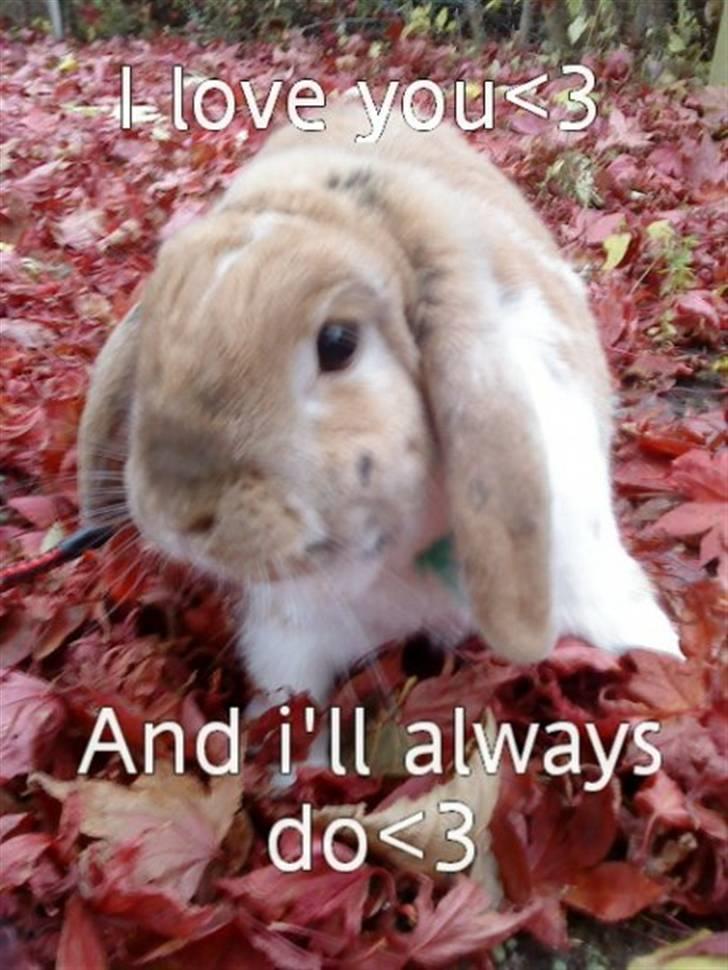 Kanin Samson R.I.P. billede 1