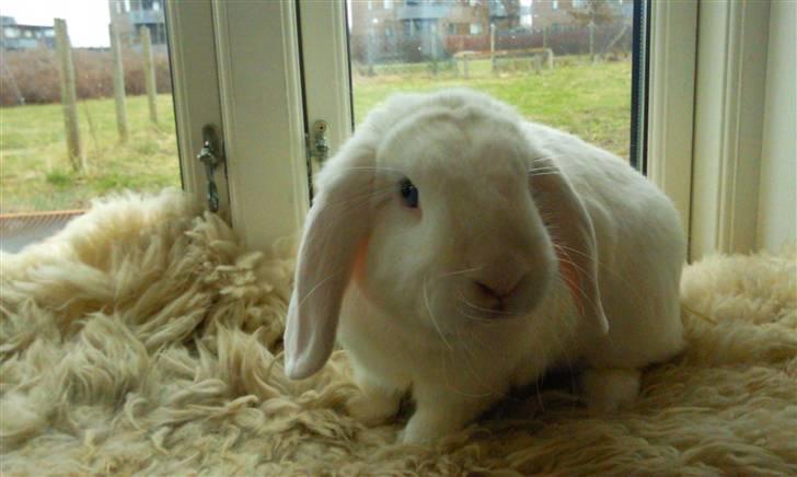 Kanin White Diamond Athos billede 5