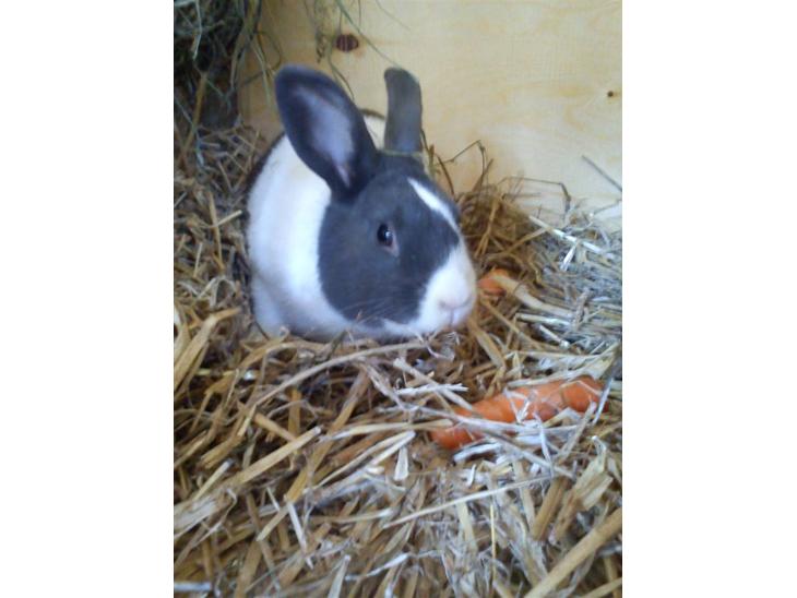 {{currentPhoto.altText}} billede {{currentPhoto.number}}