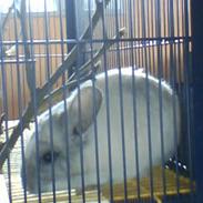 Chinchilla Nusser