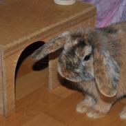 Kanin Dværgkanin Elefant