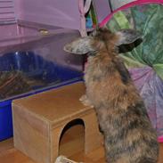 Kanin Dværgkanin Elefant