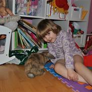 Kanin Dværgkanin Elefant