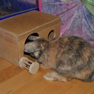 Kanin Dværgkanin Elefant