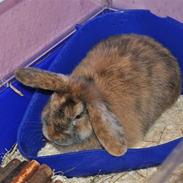 Kanin Dværgkanin Elefant