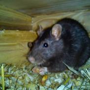 Tamrotte Michaelangello