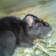 Tamrotte Michaelangello