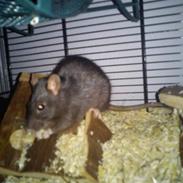 Tamrotte Michaelangello