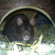 Tamrotte Michaelangello