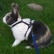 Kanin Mimrelunds Barske Bølle