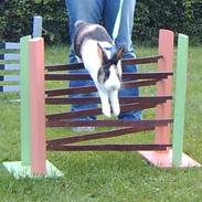 Kanin Mimrelunds Barske Bølle