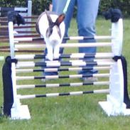 Kanin Mimrelunds Barske Bølle