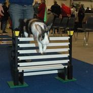 Kanin Mimrelunds Barske Bølle