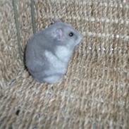 Dværghamster Gucci