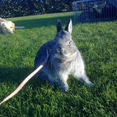 Kanin Silver <3 (Solgt)