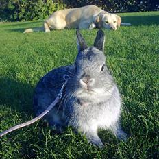 Kanin Silver <3 (Solgt)