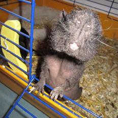 Marsvin RIP Molly ;(