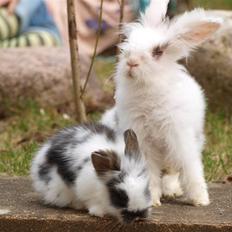 Kanin baby handicaped 