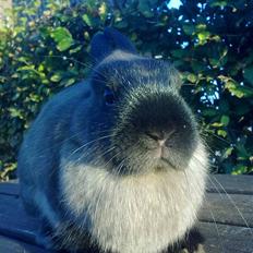 Kanin Mille <3 (Solgt)