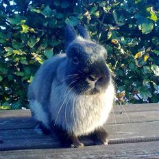 Kanin Mille <3 (Solgt)