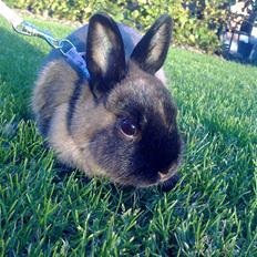 Kanin Mille <3 (Solgt)