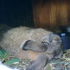 Kanin Mimis <3  (Solgt)