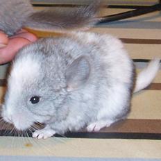 Chinchilla Zofia