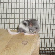 Chinchilla Zofia