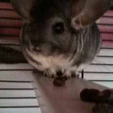Chinchilla Belis|Solgt|