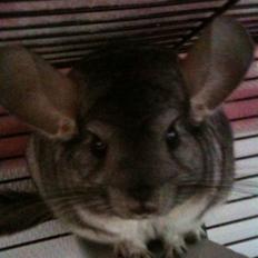 Chinchilla Belis|Solgt|
