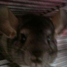 Chinchilla Belis|Solgt|