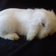 Kanin Stjärnornas Riffo