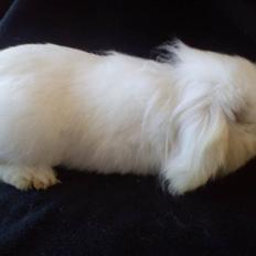 Kanin Stjärnornas Riffo