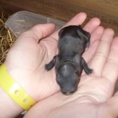 Kanin Little Miss Twister