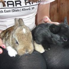 Kanin Little Miss Twister