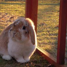 Kanin Nuser ( den Nye spring kanin )