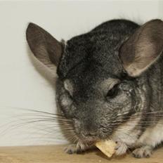 Chinchilla Basse
