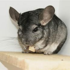 Chinchilla Basse