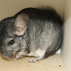Chinchilla Basse