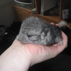 Chinchilla Wilma *aflivet d. 04-06-2012*