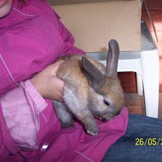 Kanin Jabel´s Jasmin